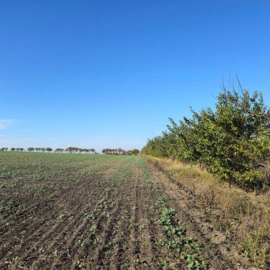 Kırsal alanda mısır tarlası, tarım