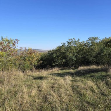 Güzel bir ağaç ve yeşil çimen görüntüsü