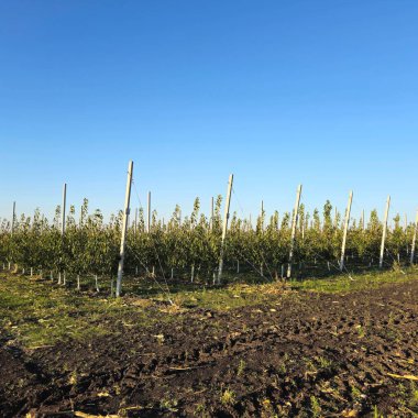 elma bahçesi erken Bahar