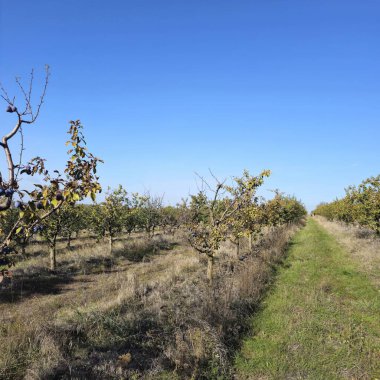 Baharda elma bahçesi Ağaçlar ve mavi gökyüzü arka planda