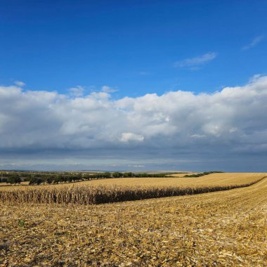Buğday tarlası ve bulutlar
