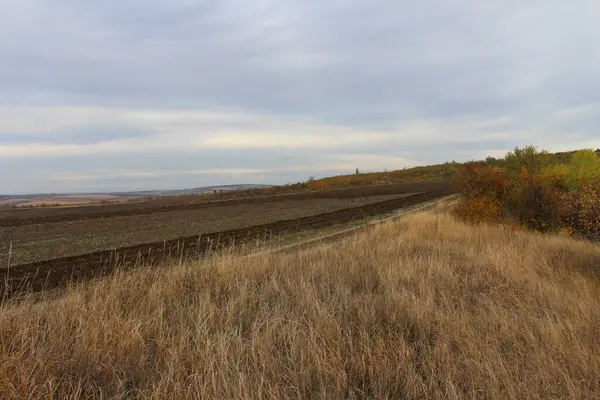 小麦畑と曇り空の美しい風景 — ストック写真