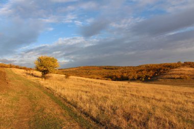 Güzel bir manzara, bulutlu bir günde ormanda bir ağaç...