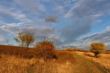 sonbahar tarlası ve arka planda ağaçlar