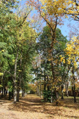 güneşli bir gün sonbahar park