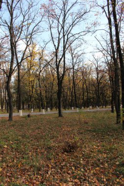 Parkta sarı yapraklar ve ağaçlar olan sonbahar ormanı