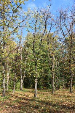 Parkta sonbahar ağaçları, Slovakya