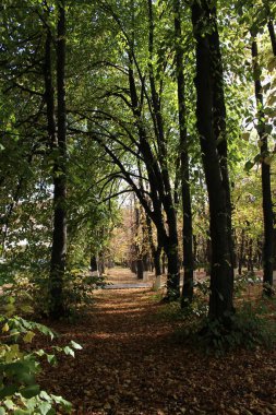 Ağaçlarla çevrili güzel bir park manzarası.