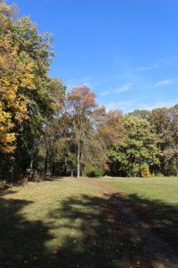 sonbahar renkleri ve ağaçları