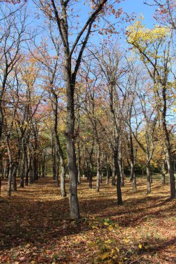 Ağaçlar ve yapraklarla dolu güzel sonbahar manzarası