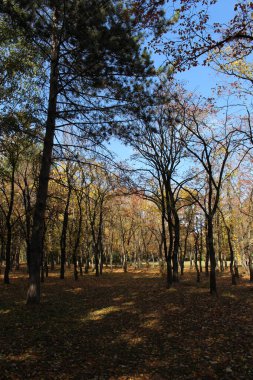 Ağaçlar ve yapraklarla dolu sonbahar manzarası