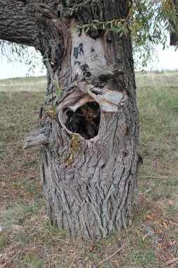 Ağacı ve beyaz deliği olan eski ahşap bir ev.