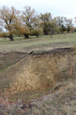 Ormandaki güzel bir ağaç görüntüsü.