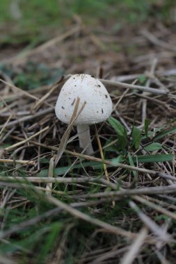 Ormanda büyüyen küçük beyaz bir mantarın yakın çekimi.