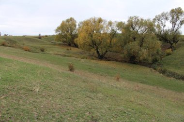 Sarı çimenler ve mavi gökyüzü ile sonbahar manzarası