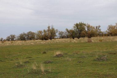 Kuru otlarla kaplı bir arazi. sonbahar sezonu.