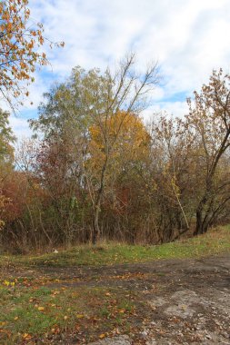 Güzel bir sonbahar manzarası, ormanı ve ağaçları olan, güneşli bir günde köyde.