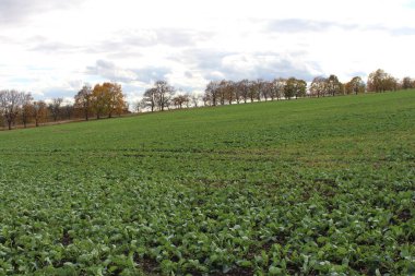 Ağaçları ve mavi gökyüzü olan yeşil tarla