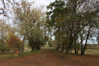 Sonbahar ormanında yol