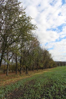 Ağaçları ve mavi gökyüzü olan güzel bir manzara.