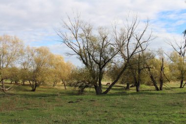 Parkta sonbahar manzarası