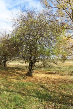 Sonbahar manzarası. Ağaçların ilk yaprakları ilk yapraklarla kaplıdır..