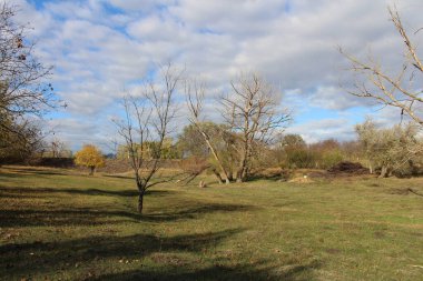 park'ın sonbahar ağaçlarda