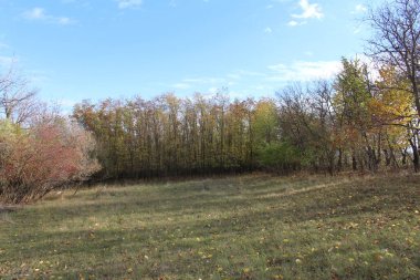 Ağaçlar ve yapraklarla dolu sonbahar manzarası