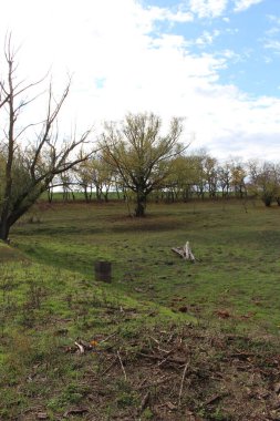 Sonbaharda bir tarla ve ağaçlar