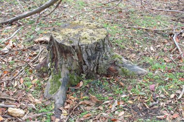 Ormanda kütük.