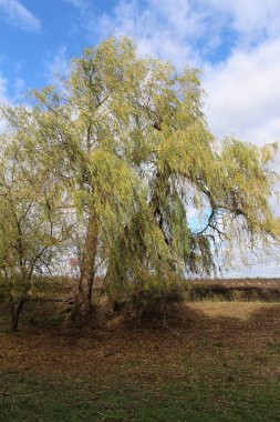 Ağaçlar ve yapraklarla dolu sonbahar manzarası