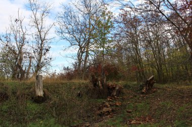 Sonbaharda parktaki ağaçlar