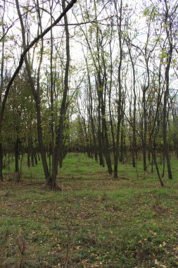 Ağaçlar sonbaharda çimlerle doludur.