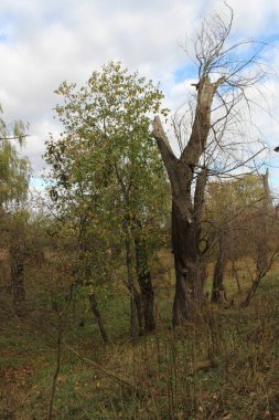 Ağaç dalları, doğa bitki örtüsü.