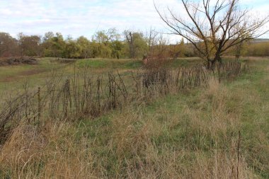 Çimen ve ağaçlar, ağaçlar, sonbahar, sonbahar mevsimi