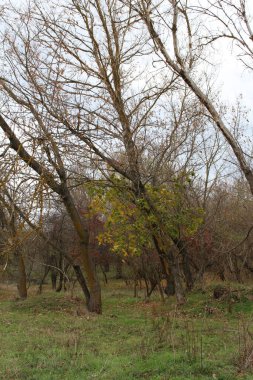 Sonbahar manzarası. Parktaki ağaçlar. sonbahar