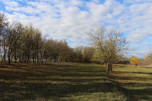 秋の風景 バックグラウンドに美しい空の木 — ストック写真
