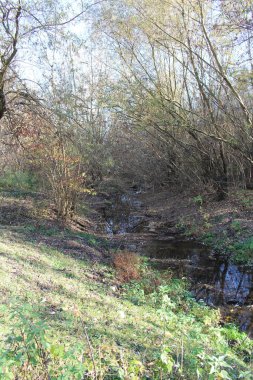 Ağaçlarla çevrili güzel bir nehir görüntüsü.