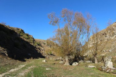 Dağlarda bir ağacı olan güzel bir manzara.