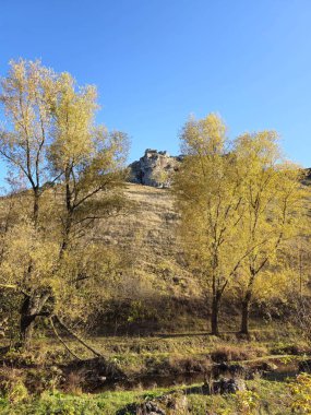Ormanda bir ağacı olan güzel bir manzara.