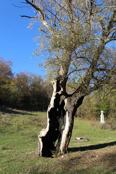 Ağaçlar ve ormanlarla dolu güzel bir manzara.