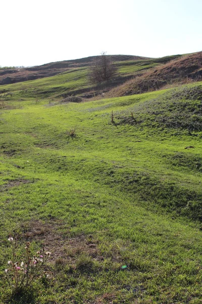 Ormanın güzel manzarası