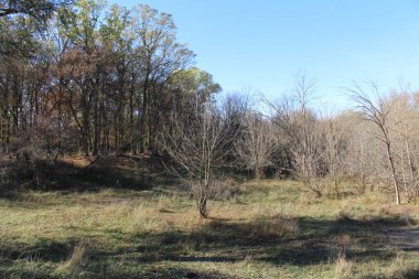 Ağaçlar ve ormanlarla dolu sonbahar manzarası