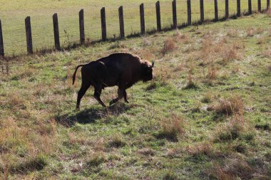 Tarlada güzel bir inek resmi.