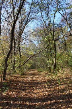 Ormanda patika, sonbahar manzarası