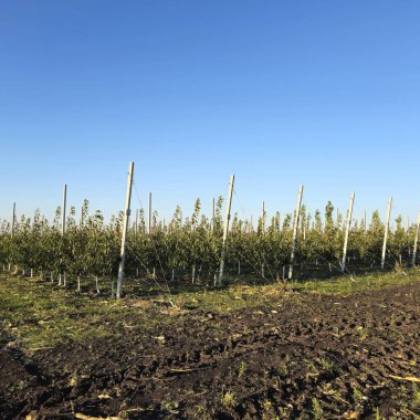 İlkbaharın başında elma bahçesi.