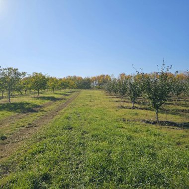 Bahçedeki ağaçların bahçesi..