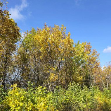 Dağlarda sonbahar ormanı