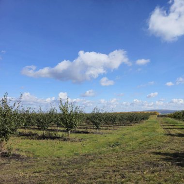 elma bahçesi erken Bahar