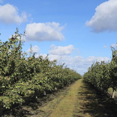 İlkbaharda Hollanda 'da elma bahçesi